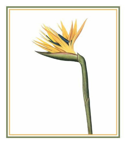 Bird of Paradise Flower Inspired by Pierre-Joseph Redoute Counted Cross Stitch Pattern DIGITAL DOWNLOAD