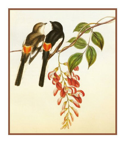 White Bellied Minivet by Naturalist John Gould Birds Counted Cross Stitch Pattern