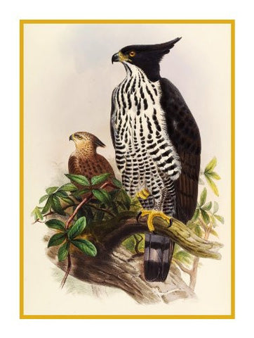 Blythes Hawk Eagle by Naturalist John Gould of Birds Counted Cross Stitch Pattern