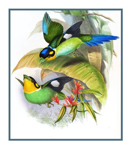 Long Tailed Broadbill by Naturalist John Gould of Bird Counted Cross Stitch Pattern