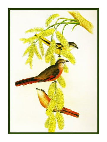 Rosy Minivet by Naturalist John Gould of Birds Counted Cross Stitch Pattern