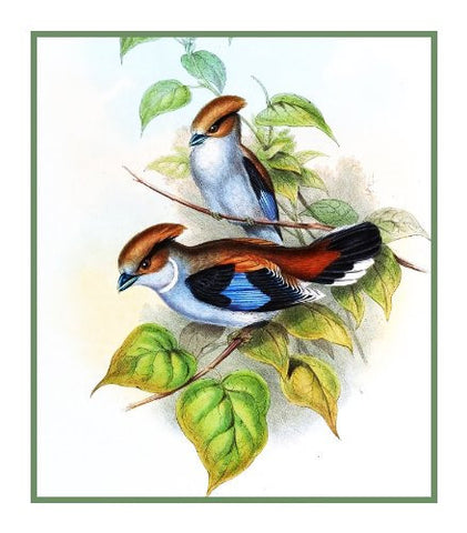 Silver Breasted Broadbill by Naturalist John Gould Birds Counted Cross Stitch Pattern