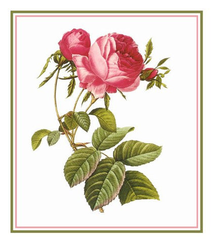 Pink Rose Flower Inspired by Pierre-Joseph Redoute Counted Cross Stitch Pattern