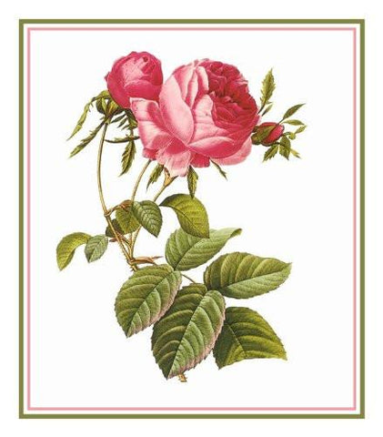 Pink Rose Flower Inspired by Pierre-Joseph Redoute Counted Cross Stitch Pattern DIGITAL DOWNLOAD