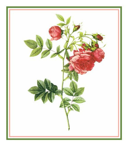 The Turnip Rose Flower Inspired by Pierre-Joseph Redoute Counted Cross Stitch Pattern