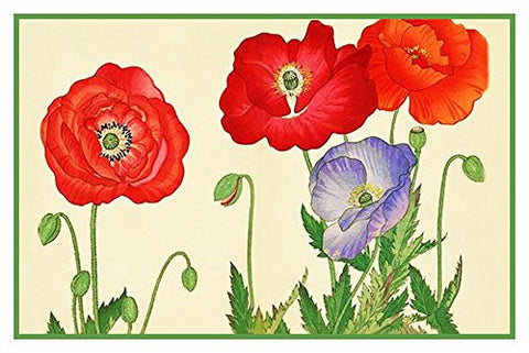 Tanigami Konan Asian Poppy Flowers Counted Cross Stitch Pattern