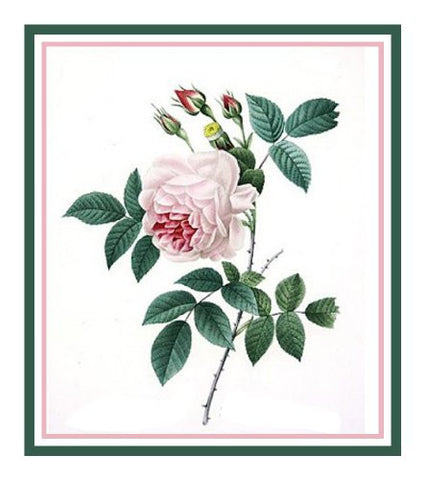 China Blush Rose Flower Inspired by Pierre-Joseph Redoute Counted Cross Stitch Pattern