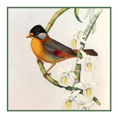 Silver Eared Leiothrix by Naturalist John Gould of Bird Counted Cross Stitch Pattern